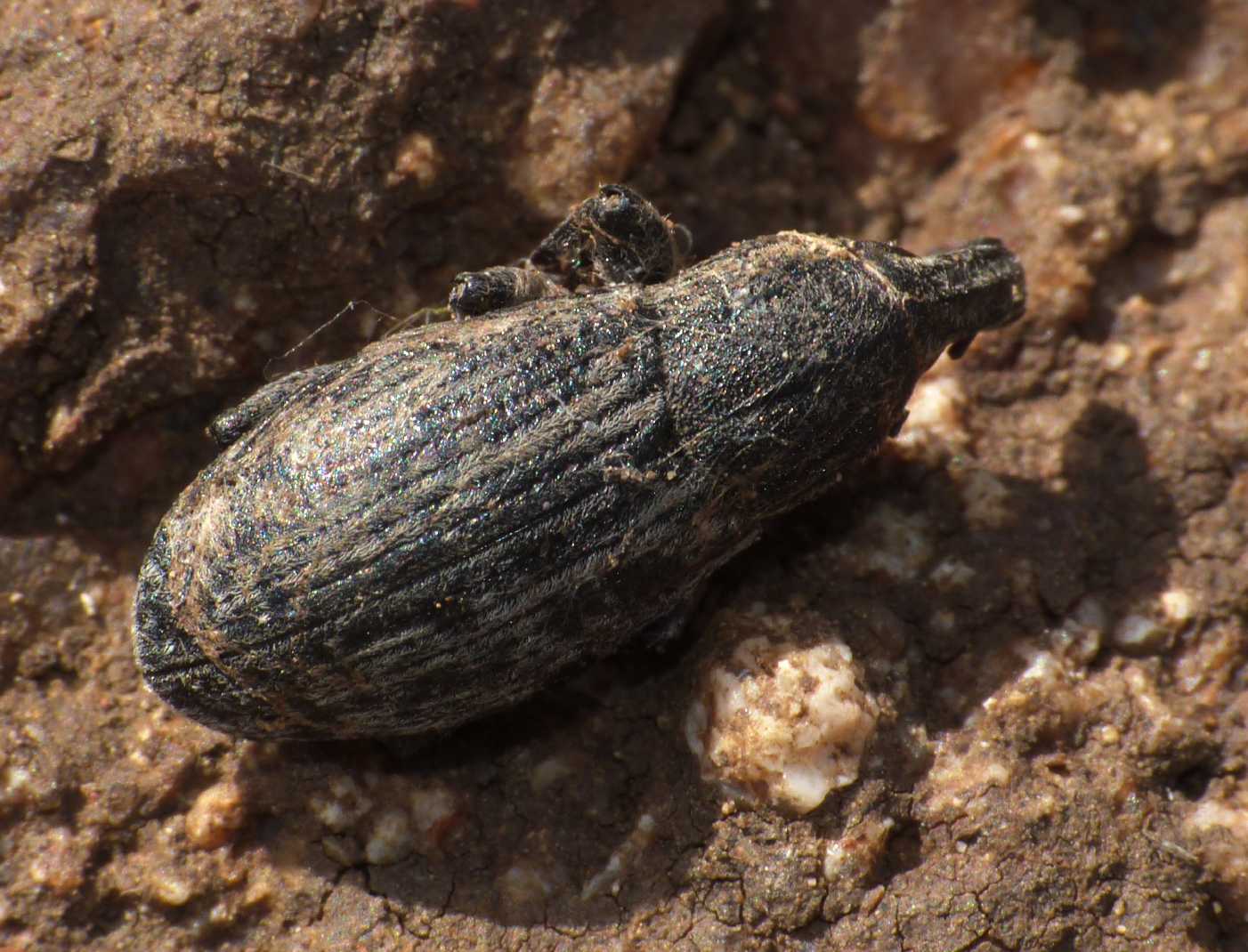 Curculionidae predato da un ragno: Pseudocleonus sp.